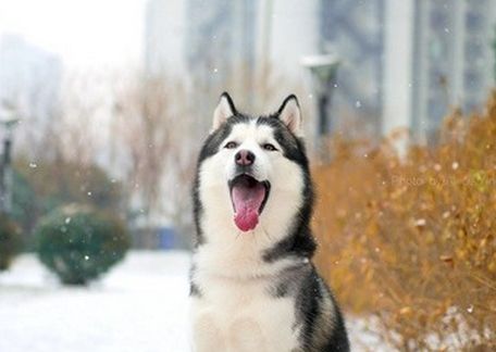 哈士奇饲养指南防拆家必备手册,哈士奇饲养指南