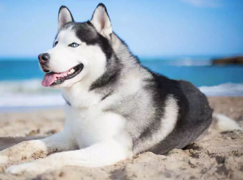 哈士奇饲养指南防拆家必备手册,哈士奇饲养指南