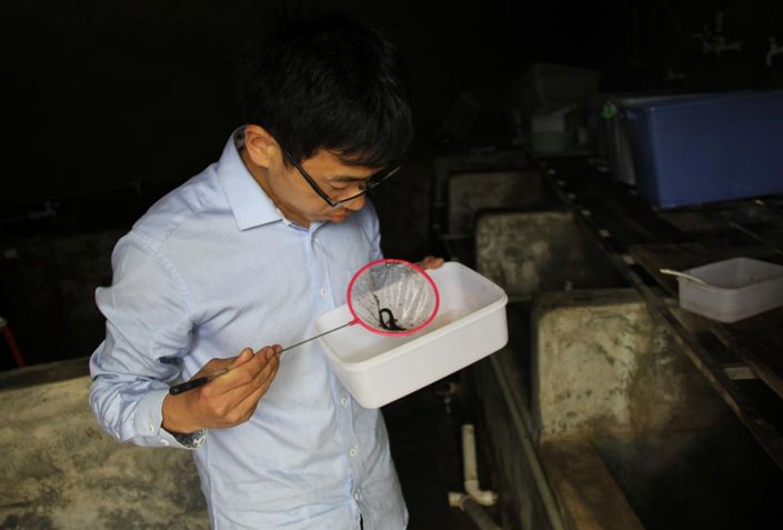 特色养殖业娃娃鱼,娃娃鱼养殖脱贫