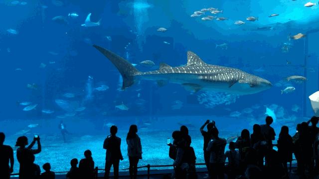 世界梦号邮轮订票2024,世界梦号邮轮游记日本行