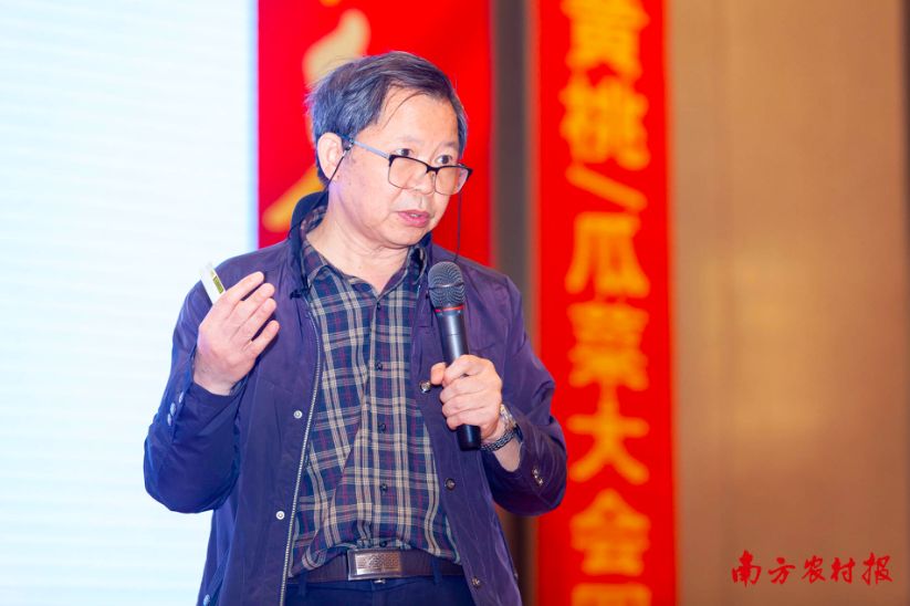 黄桃病虫害的图片及防治方法,黄桃无公害优质丰产栽培管理技术