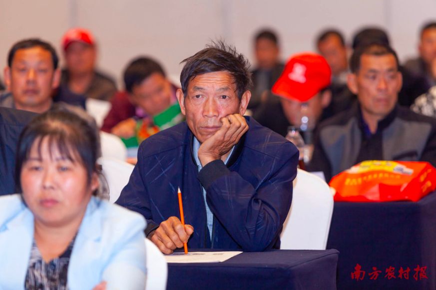 黄桃病虫害的图片及防治方法,黄桃无公害优质丰产栽培管理技术