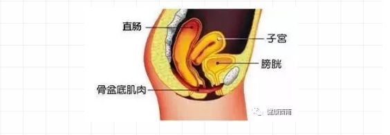 女性尿道口生理科普知识大全,科普女性如厕知识