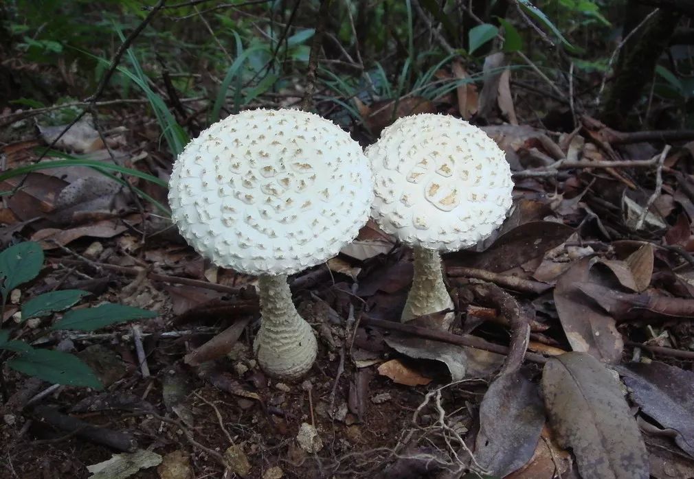 被咬伤感染狂犬病的概率,狂犬病和破伤风的表现有何不同