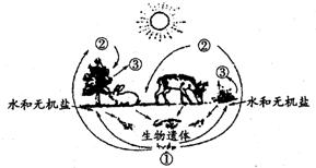 被咬伤感染狂犬病的概率,狂犬病和破伤风的表现有何不同