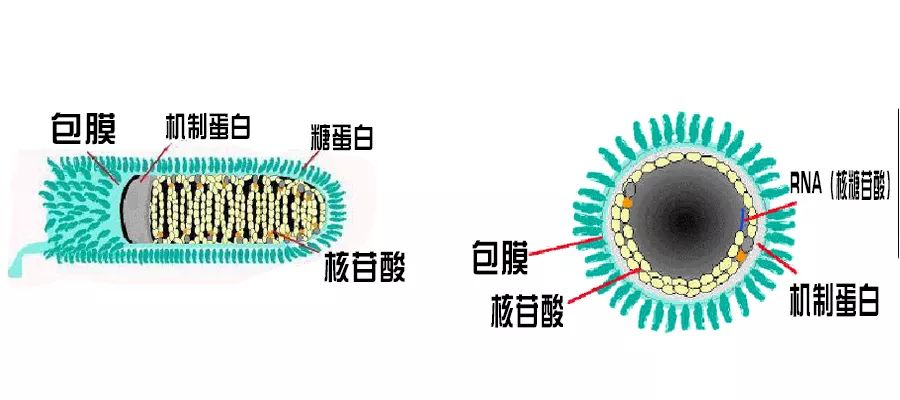 被咬伤感染狂犬病的概率,狂犬病和破伤风的表现有何不同