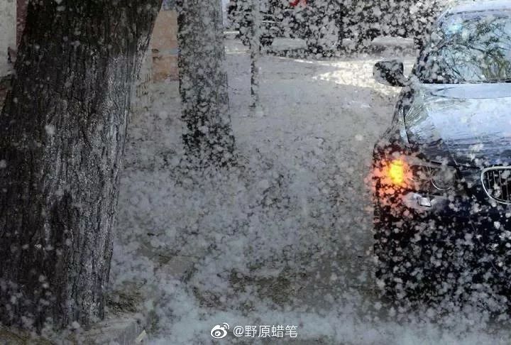 最近过半中国人都在噗噗噗呸呸，一开门，心里飘过一万头羊驼…