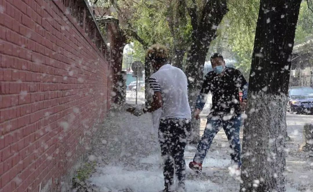 最近过半中国人都在噗噗噗呸呸，一开门，心里飘过一万头羊驼…