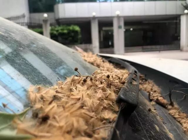 最近过半中国人都在噗噗噗呸呸，一开门，心里飘过一万头羊驼…