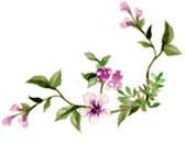 华美紫馨出席第二届“医美之都”高峰论坛共话行业发展