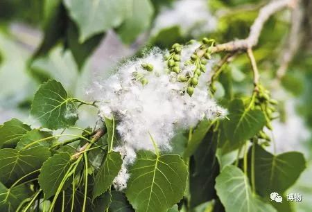 硬核八问杨絮毛，您飘够了吗？