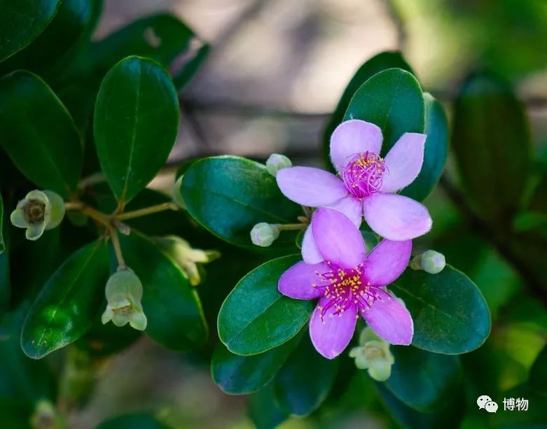 硬核八问杨絮毛，您飘够了吗？