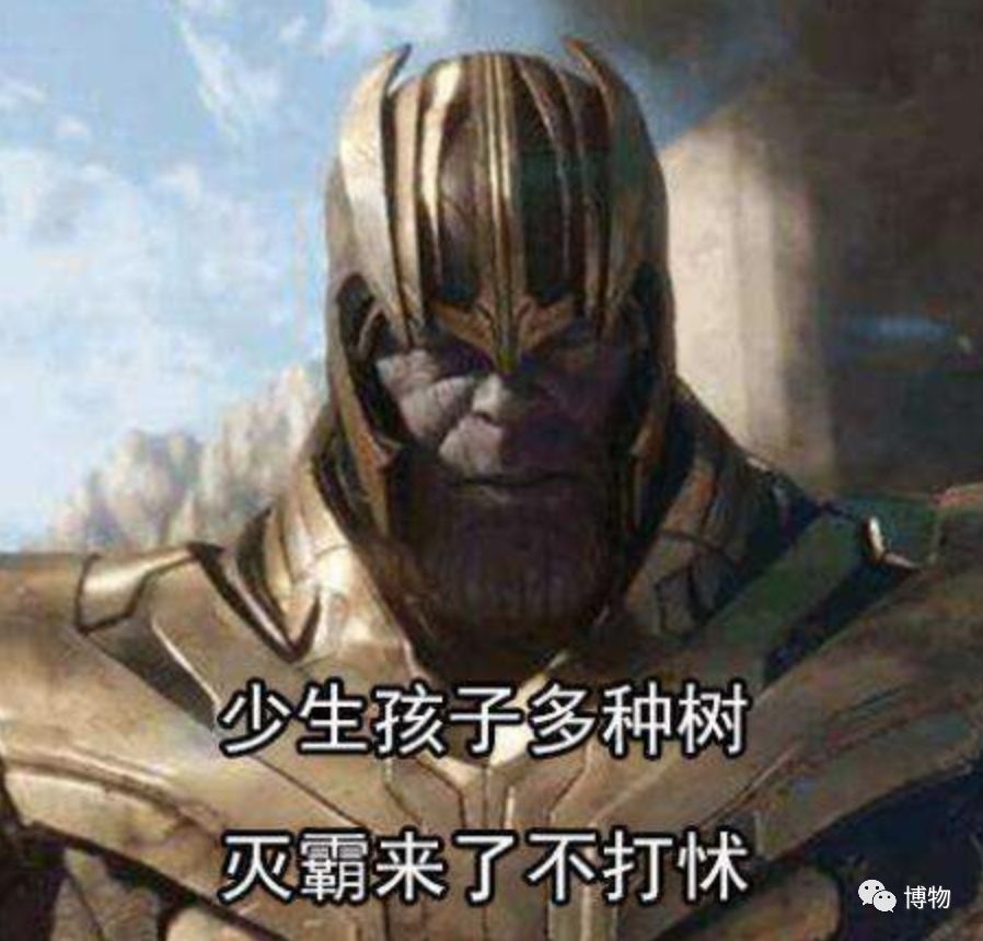 硬核八问杨絮毛，您飘够了吗？