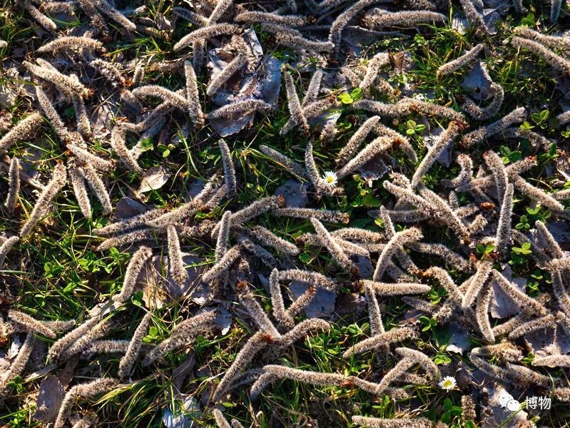 硬核八问杨絮毛，您飘够了吗？