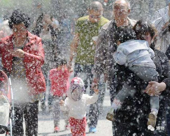 硬核八问杨絮毛，您飘够了吗？