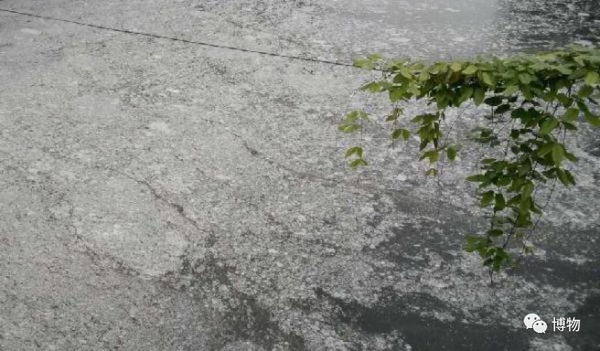 硬核八问杨絮毛，您飘够了吗？