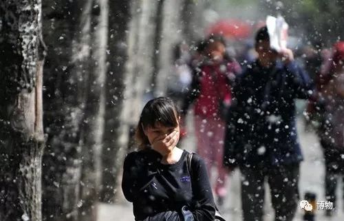 硬核八问杨絮毛，您飘够了吗？