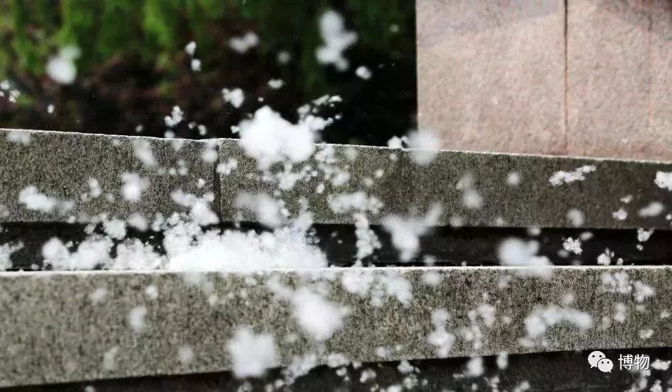 硬核八问杨絮毛，您飘够了吗？