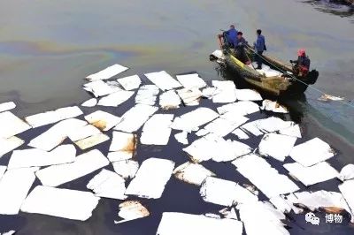 硬核八问杨絮毛，您飘够了吗？