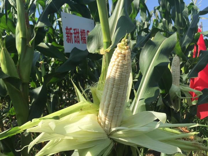 解决鞋业包装痛点阿迪达斯相中了这只“爆米花”鞋盒