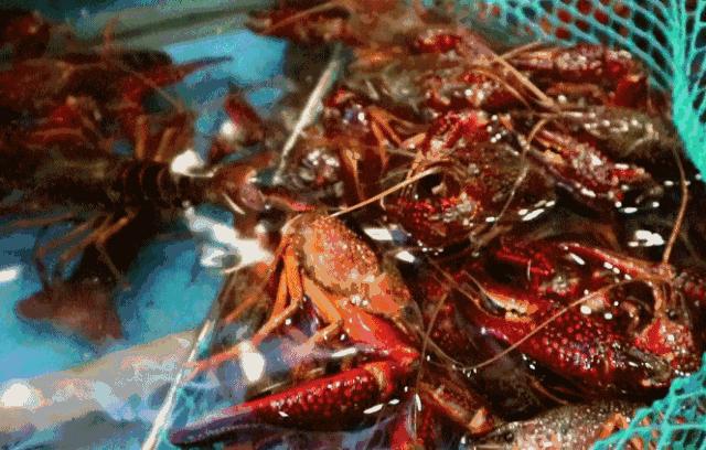 狂舔手指不能停!簋街仔仔小龙虾超值抢购来啦!仅66元抢原价150元给力虾双人套餐!满分的味道,极致的享受!快来pick一下!