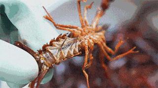 狂舔手指不能停!簋街仔仔小龙虾超值抢购来啦!仅66元抢原价150元给力虾双人套餐!满分的味道,极致的享受!快来pick一下!