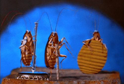 什么武器才能消灭蟑螂,制造消灭蟑螂的大型武器