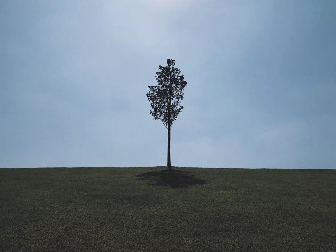 我辰这棵“孤独”的树火了！