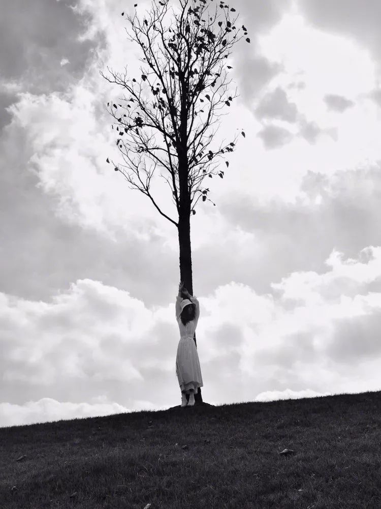 我辰这棵“孤独”的树火了！