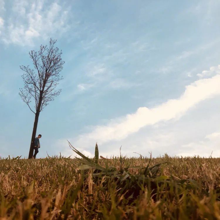 我辰这棵“孤独”的树火了！