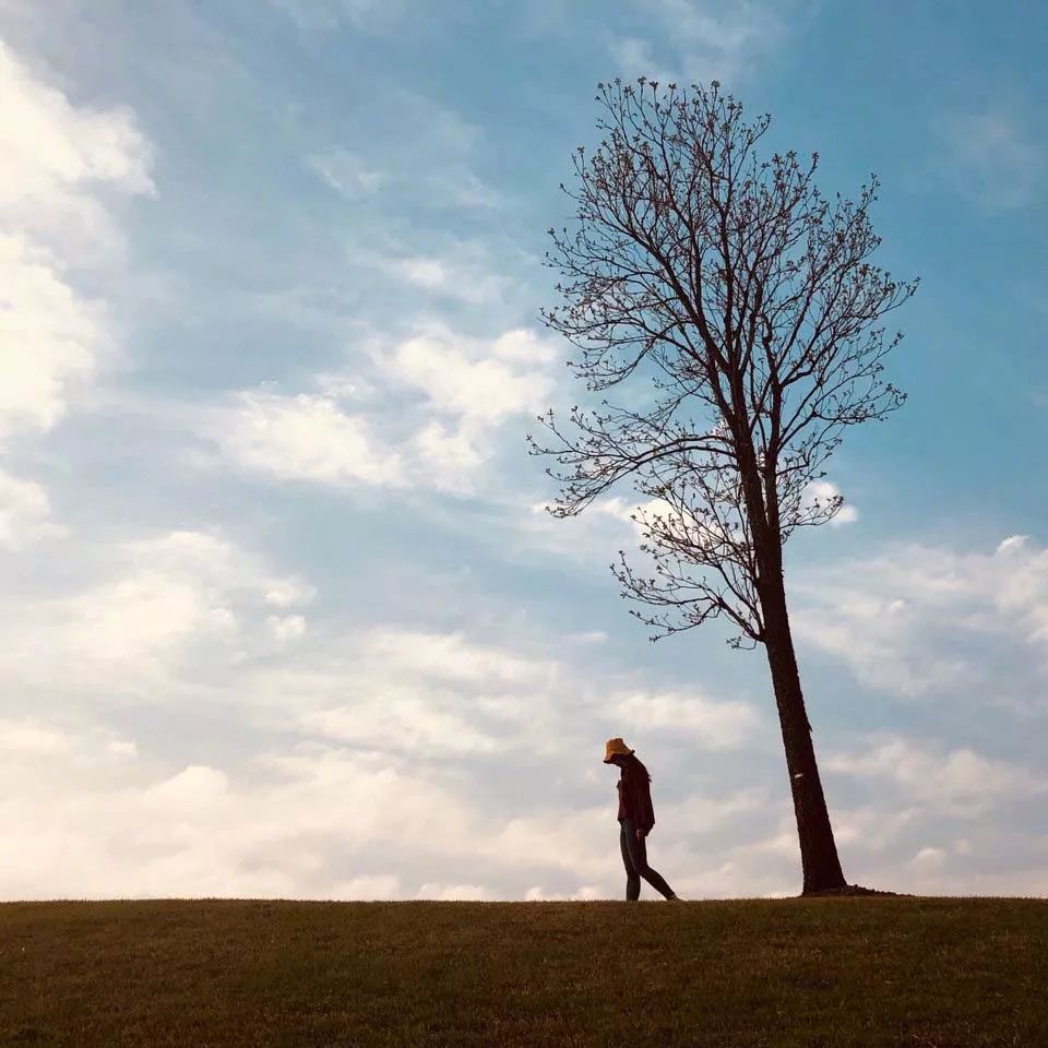 我辰这棵“孤独”的树火了！