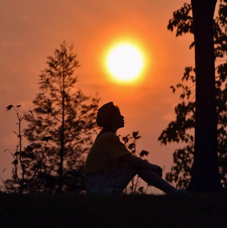 我辰这棵“孤独”的树火了！