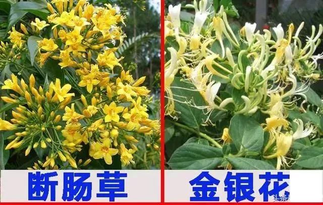 广东煲汤常用的植物,广东农村常见煲汤的草药