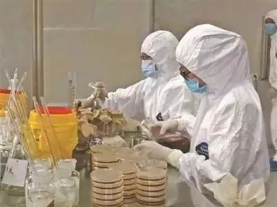 广东煲汤常用的植物,广东农村常见煲汤的草药