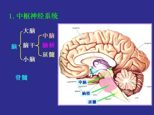 脑科学儿童智力,脑科学告诉你孩子高效学习的奥秘