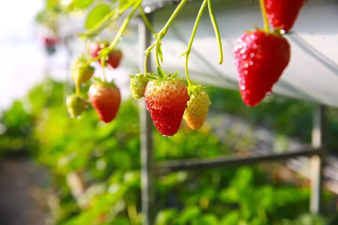 谁说创业的味道酸甜苦辣？这位90后小农女说，它是草莓味的