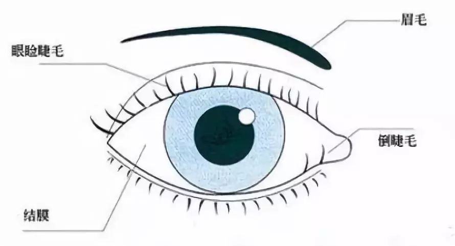 两岁宝宝睫毛往里长怎么办,两岁宝宝睫毛发黄分叉可以剪掉吗