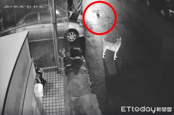 浪喵饲料整桶不见　2狗偷吃+外带