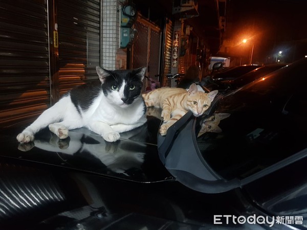 浪喵饲料整桶不见　2狗偷吃+外带