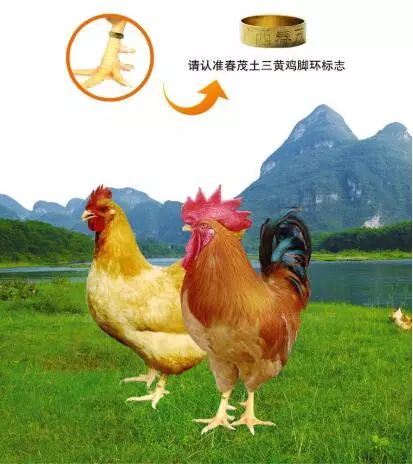 濂藉悆缇庡懗鐨勪笁榛勯浮,涓轰簡澶у鑳藉悆鍒版瀹楁竻杩滈浮