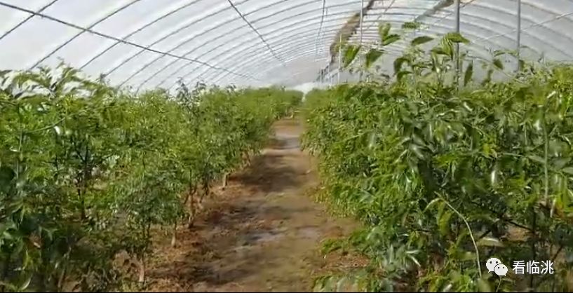 劳务输转：我在*疆新**挺好的！走进第六师50团