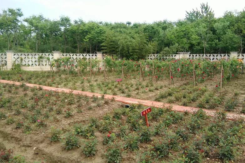 小菜地变成小花园,从小菜园到经开区怎么走