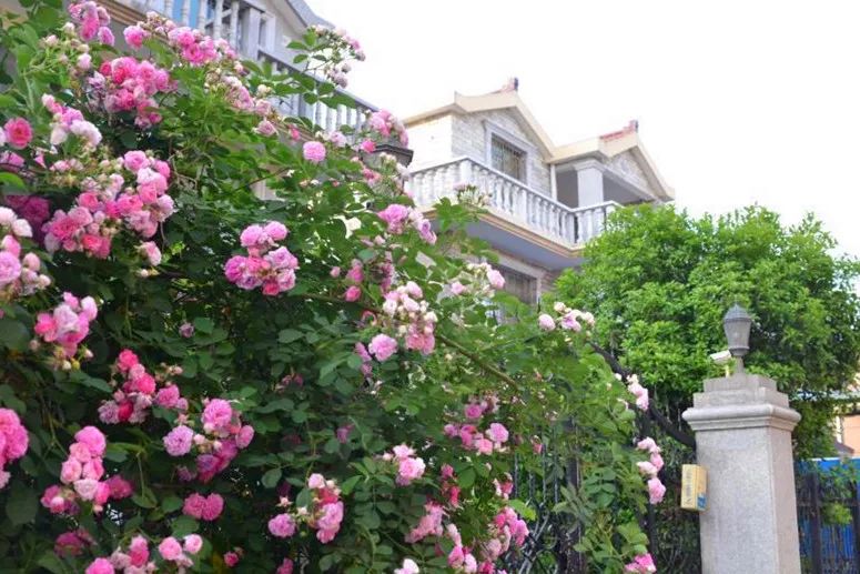 小菜地变成小花园,从小菜园到经开区怎么走