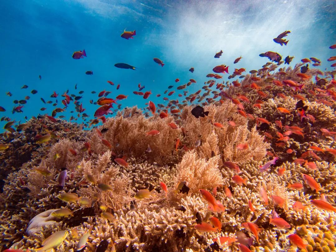 刚刚登上热搜的海上天堂,用马代1/5的钱就能玩到嗨,端午往返机票才1k+!