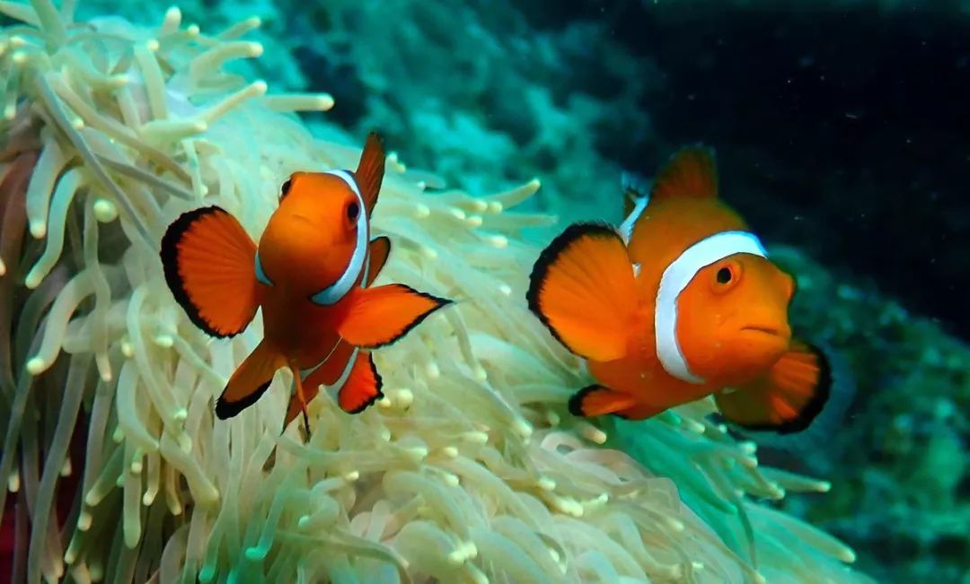 刚刚登上热搜的海上天堂,用马代1/5的钱就能玩到嗨,端午往返机票才1k+!