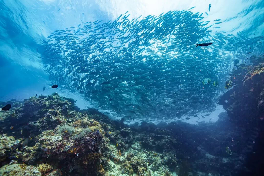 刚刚登上热搜的海上天堂,用马代1/5的钱就能玩到嗨,端午往返机票才1k+!
