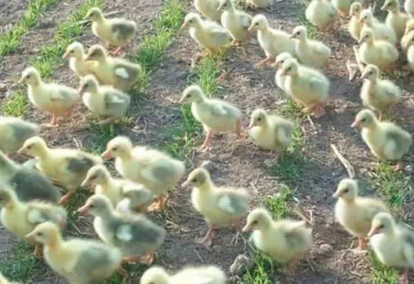 鹅糊肛的防治方法,雏鹅糊肛是什么原因造成的