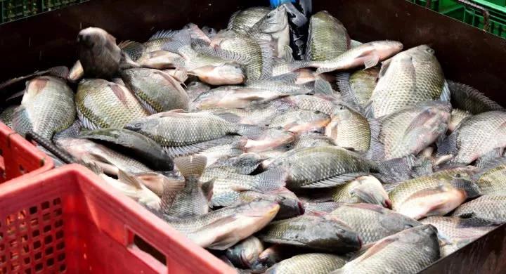 中国输美关税下调利好哪些公司,罗非鱼出口美国关税