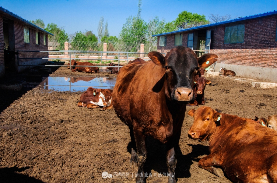 平凉红牛媲美日本和牛,媲美日本和牛的中国牛
