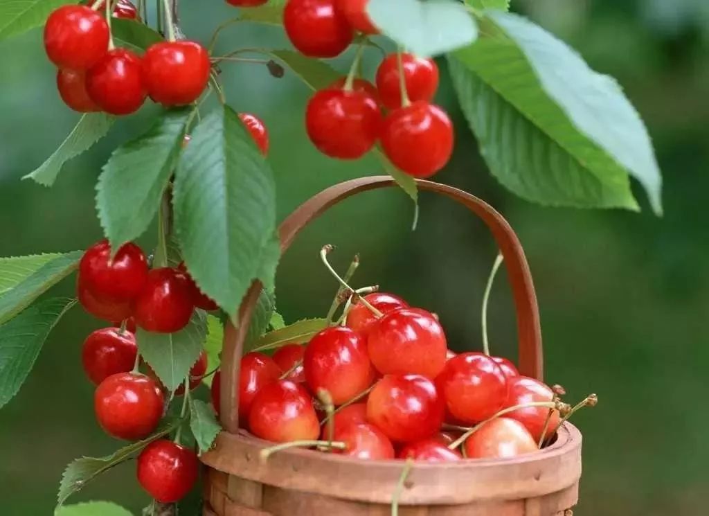 十堰女子骑在树上摘樱桃，结果子宫被切除！还从腹腔取出了...